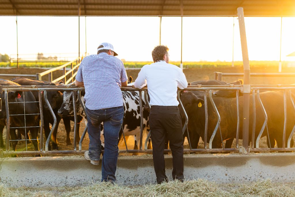 Central Valley cattle ranch at sunset
